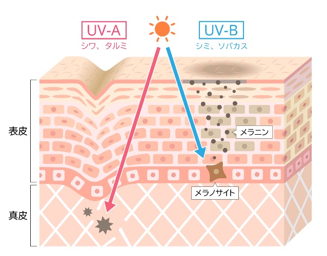 UVA,UVB肌断面図