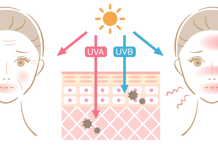 UVA,UVB肌断面図